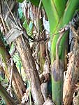 

   Bakbak bark,
   seen falling off   
   the plant   

