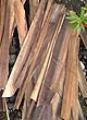 

   Bakbak bark   

