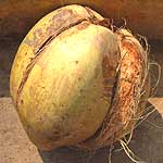 

   Coconut   

