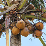 

   Coconut tree   
   (Click to enlarge)   

