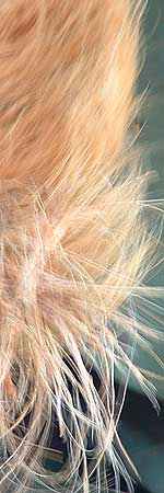 

   Coir fibre   

