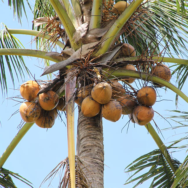 

   Coconut tree   
   source of coir
 
