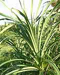

   The karagumoy plant   

