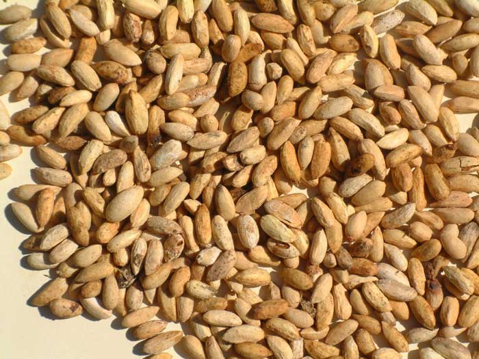 

   Neem seeds
   as used in Onevillage.com soap   
 
