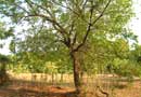 

   Neem tree   

