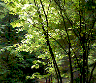 

   Testament for the earth,
   the inspirational speach by
   native American Chief Seattle   

